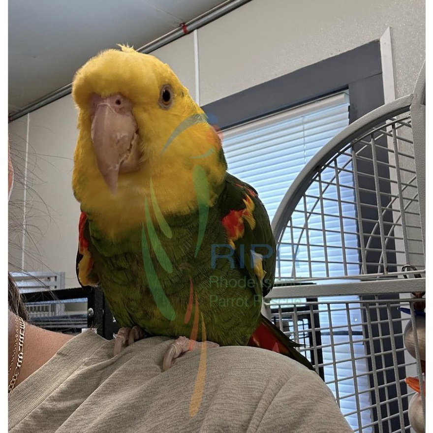 Enlarge Olivia (Lala), a Adoptable Amazon in Warwick, RI image 1/6