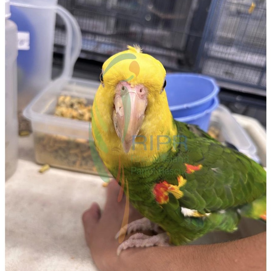 Enlarge Olivia (Lala), a Adoptable Amazon in Warwick, RI image 6/6