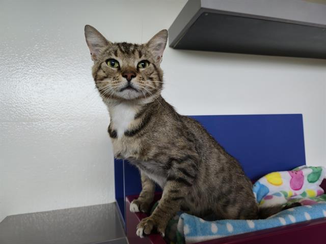 SAUL GOODMAN, Adoptable, Adult Male Domestic Short Hair.