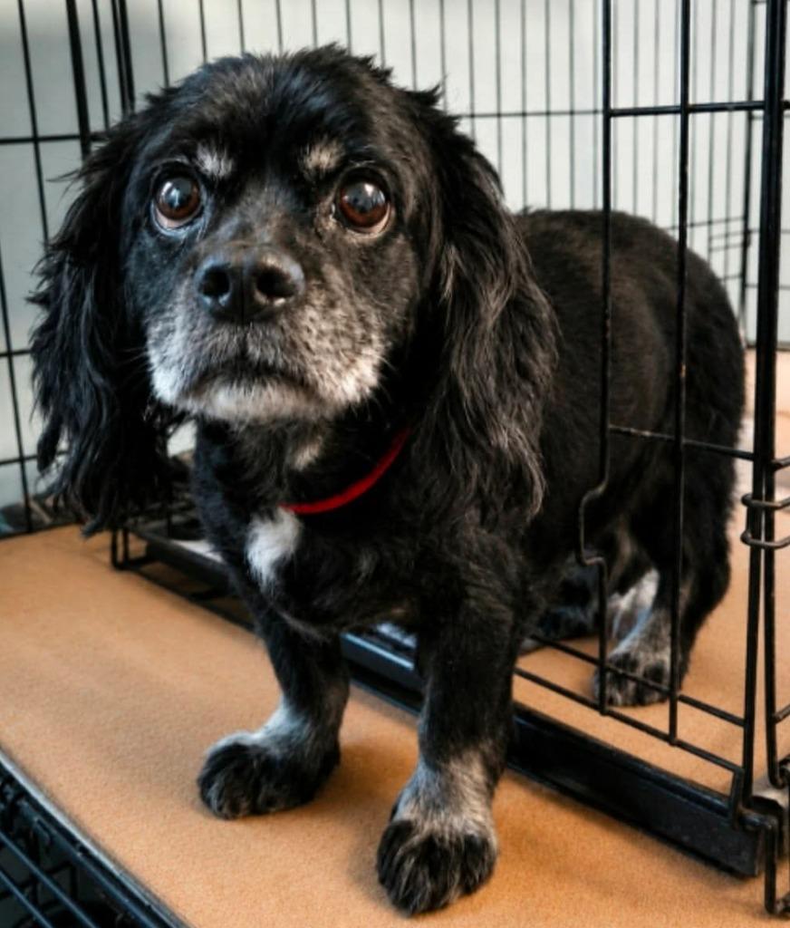 Mister, Adoptable, Senior Male Cocker Spaniel.