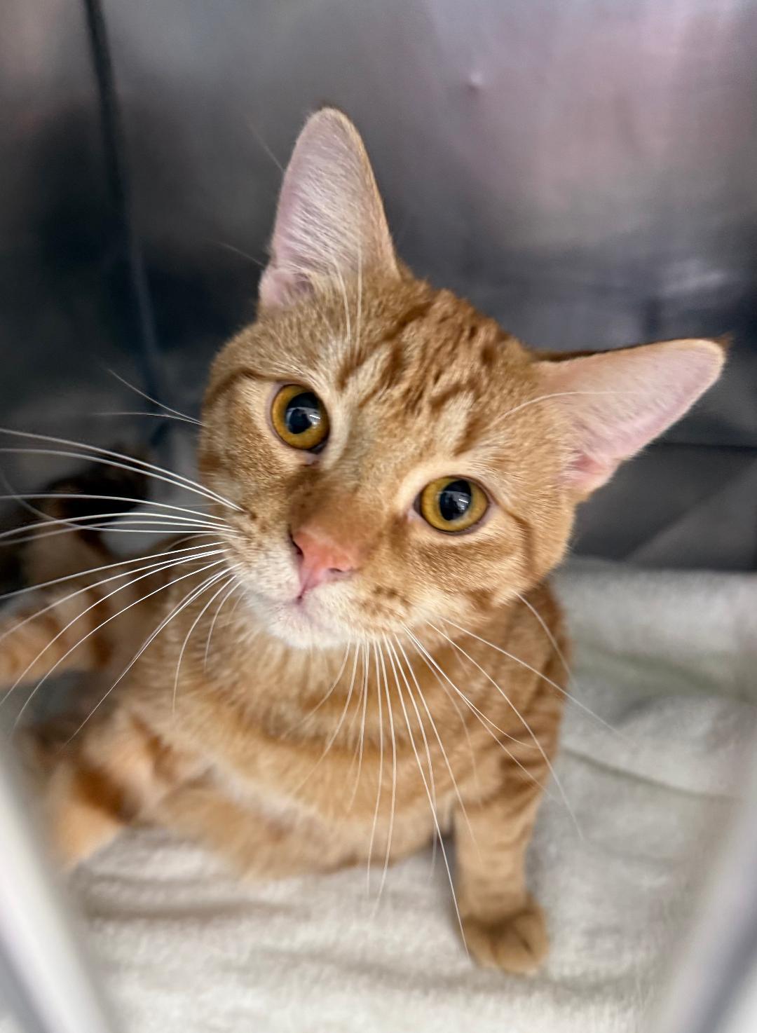 Floki      (brother to Nelix), ADOPTABLE, Young Male Domestic Short Hair.