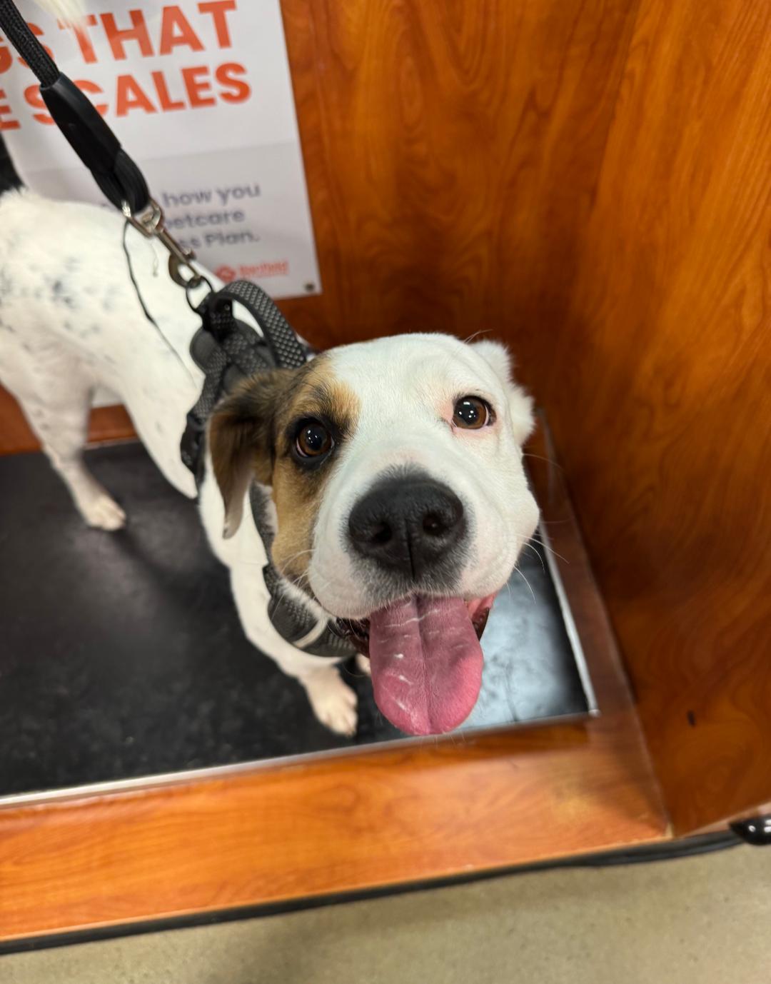 Zoe AKA Dottie — thumbnail 3