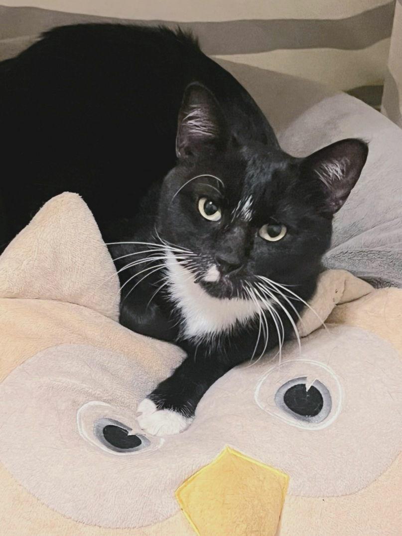 Tom #lap-cat, a Adoptable mixed breed in Houston, TX image 3/4