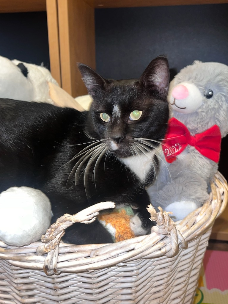 Tom #lap-cat, a Adoptable mixed breed in Houston, TX image 1/4