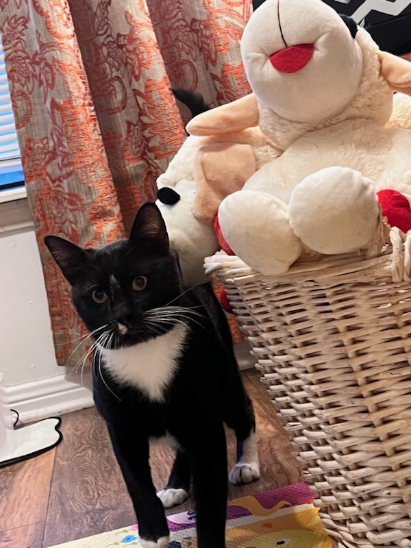 Tom #lap-cat, a Adoptable mixed breed in Houston, TX image 4/4