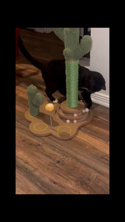 Enlarge Tom #lap-cat, a Adoptable mixed breed in Houston, TX video 2/4