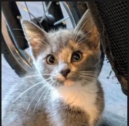 Mai Tai, Daiquiri, and Sangria, a ADOPTABLE Domestic Short Hair in Leesburg, VA image 2/5