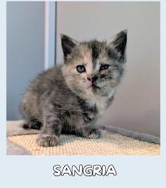 Mai Tai, Daiquiri, and Sangria, a ADOPTABLE Domestic Short Hair in Leesburg, VA image 5/5