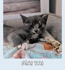 Mai Tai, Daiquiri, and Sangria, a ADOPTABLE Domestic Short Hair in Leesburg, VA image 4/5
