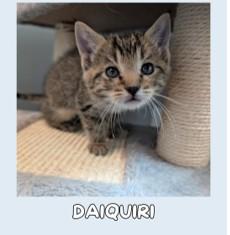Mai Tai, Daiquiri, and Sangria, a ADOPTABLE Domestic Short Hair in Leesburg, VA image 3/5