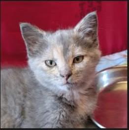Mai Tai, Daiquiri, and Sangria, a ADOPTABLE Domestic Short Hair in Leesburg, VA image 1/5