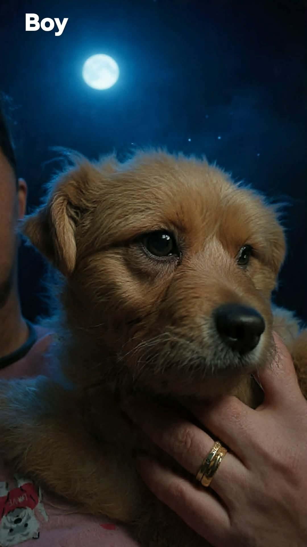 Blue Boy, Adoptable, Puppy Male Cairn Terrier & Poodle.