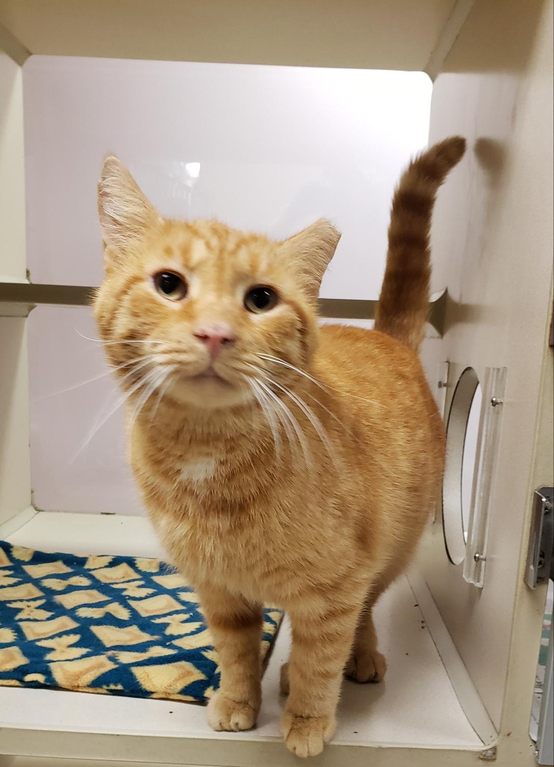 Duke, adoptable, Adult Male Domestic Short Hair.