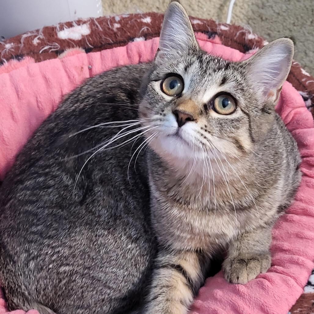 Enlarge MJ, a Adoptable Domestic Short Hair in Mount Laurel, NJ image 1/2