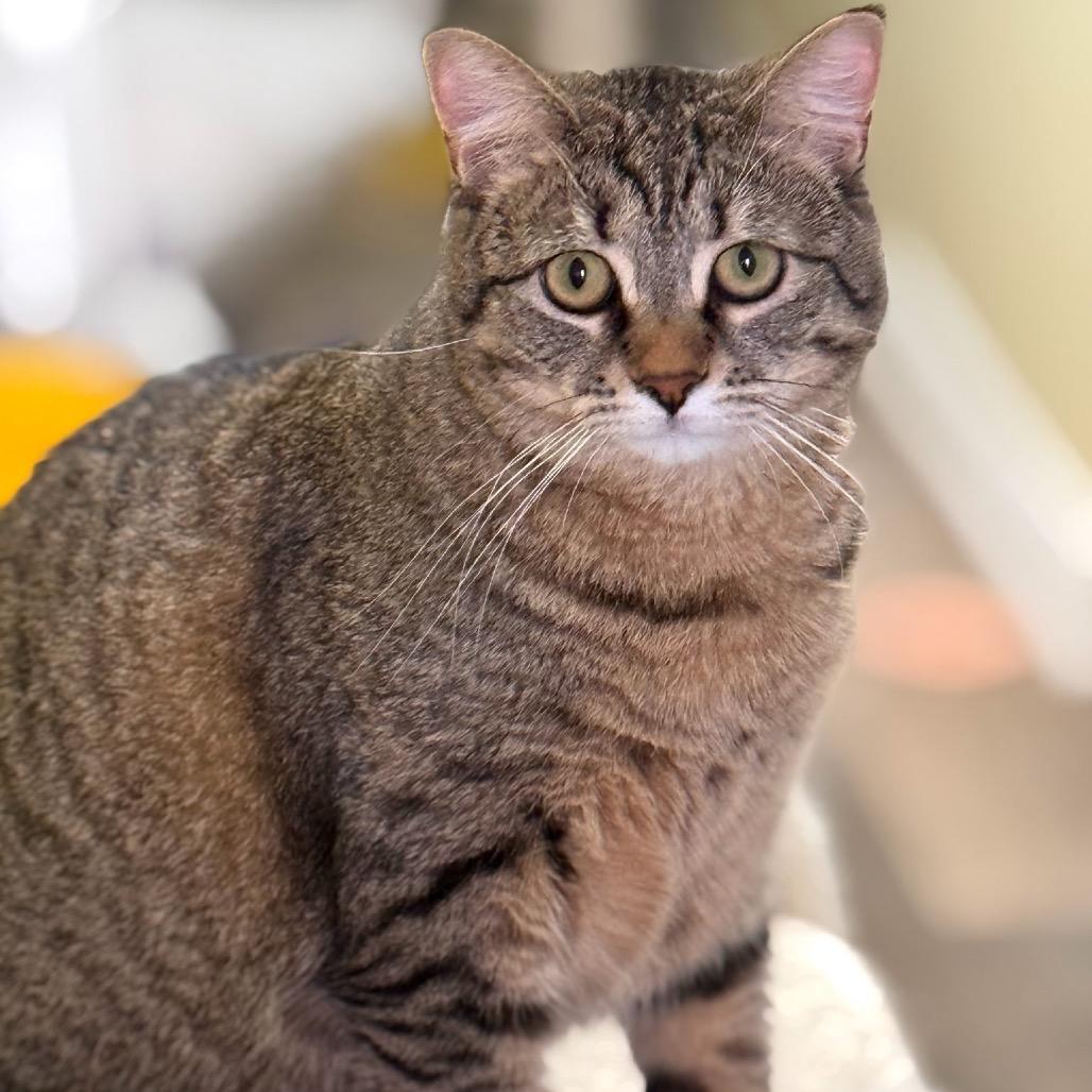 MJ, a Adoptable Domestic Short Hair in Mount Laurel, NJ image 2/3