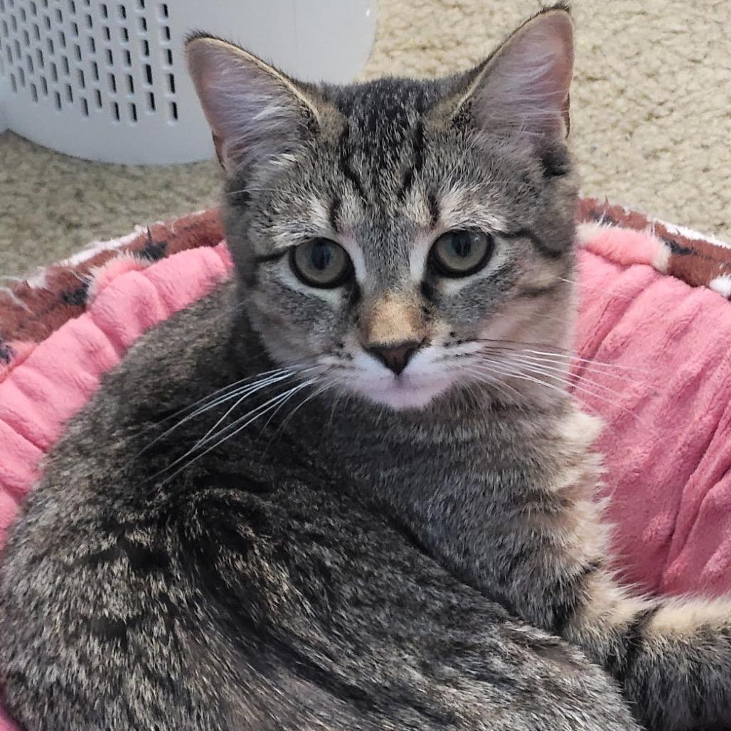 Enlarge MJ, a Adoptable Domestic Short Hair in Mount Laurel, NJ image 2/2