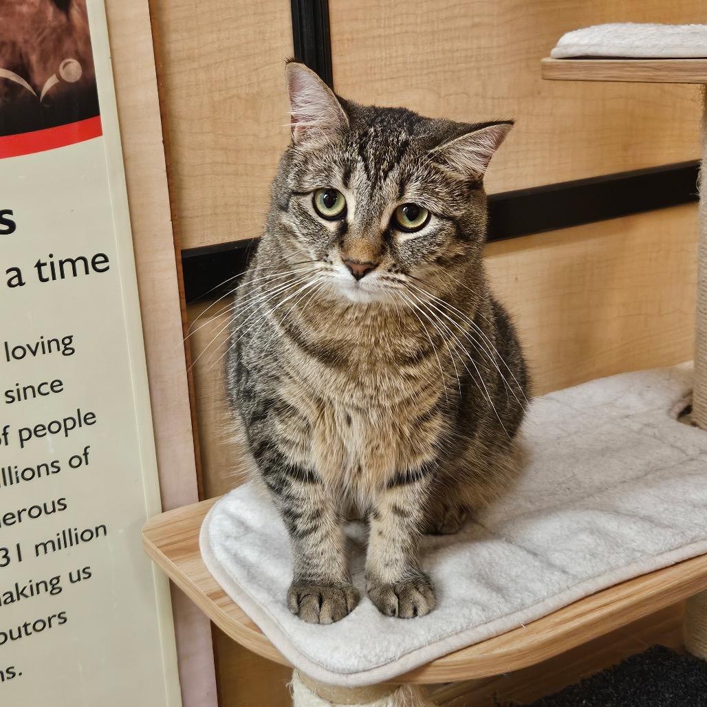MJ, a Adoptable Domestic Short Hair in Mount Laurel, NJ image 3/4