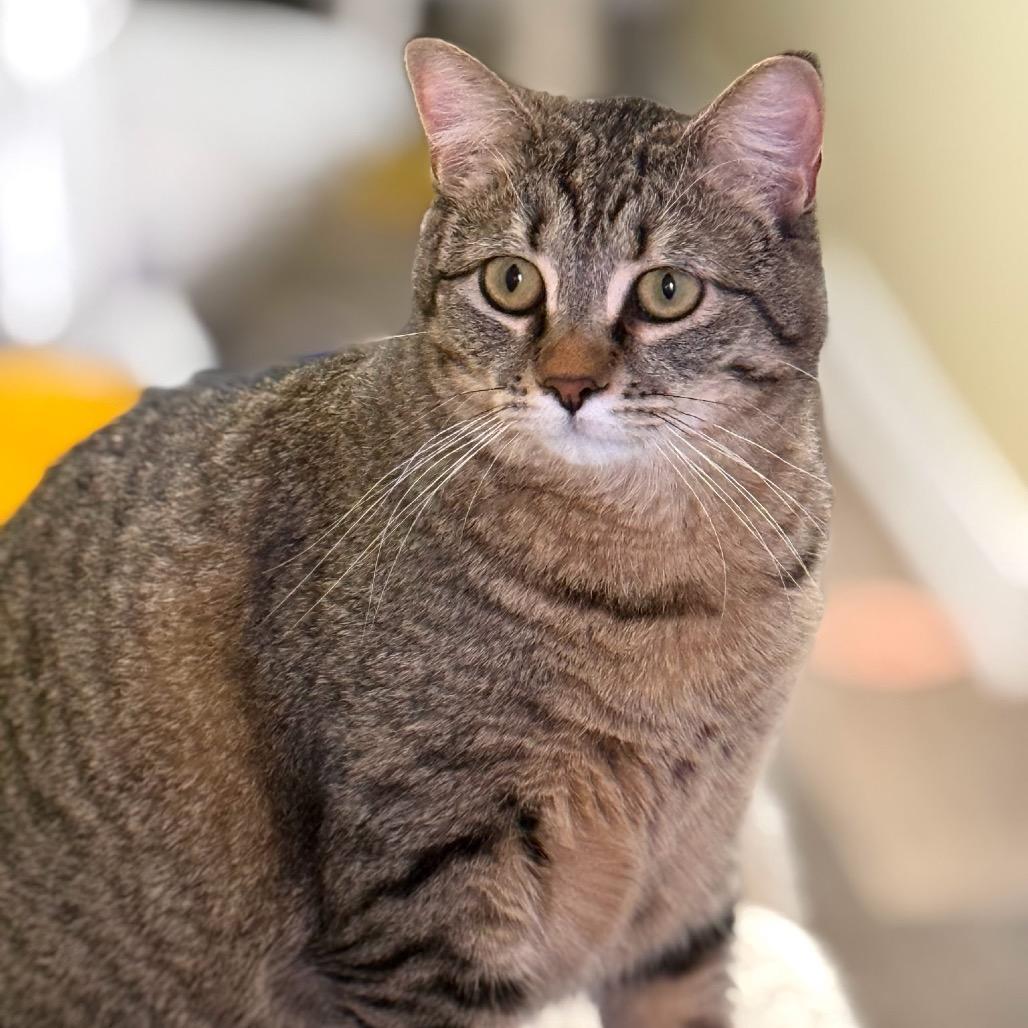 MJ, a Adoptable Domestic Short Hair in Mount Laurel, NJ image 3/3