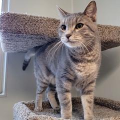 Max, an adoptable Domestic Short Hair in Green Valley, AZ image 1/6
