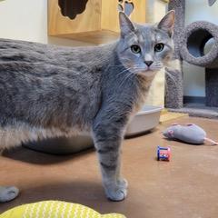 Max, an adoptable Domestic Short Hair in Green Valley, AZ image 5/6