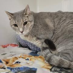 Max, an adoptable Domestic Short Hair in Green Valley, AZ image 6/6