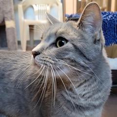 Max, an adoptable Domestic Short Hair in Green Valley, AZ image 3/6