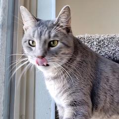 Max, an adoptable Domestic Short Hair in Green Valley, AZ image 2/6