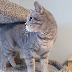 Max, an adoptable Domestic Short Hair in Green Valley, AZ image 4/6