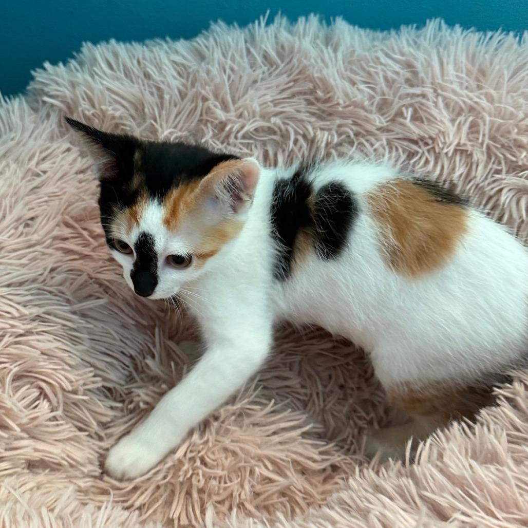 Kahlua, Adoptable, Kitten Female Domestic Short Hair.