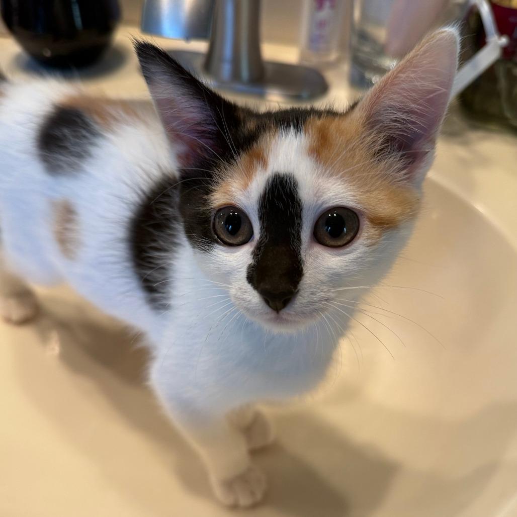 Enlarge Kahlua, a Adoptable Domestic Short Hair in Jupiter, FL image 2/6