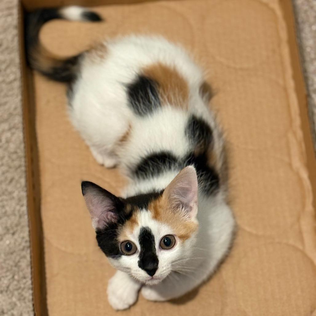 Enlarge Kahlua, a Adoptable Domestic Short Hair in Jupiter, FL image 3/6