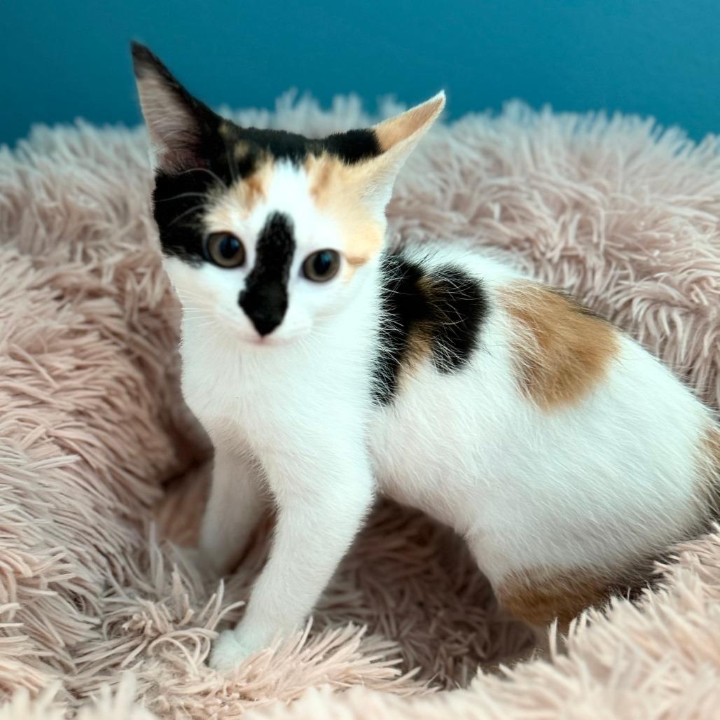 Enlarge Kahlua, a Adoptable Domestic Short Hair in Jupiter, FL image 4/6