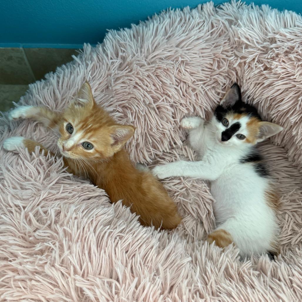 Enlarge Kahlua, a Adoptable Domestic Short Hair in Jupiter, FL image 5/6