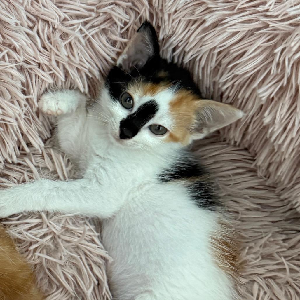 Enlarge Kahlua, a Adoptable Domestic Short Hair in Jupiter, FL image 6/6