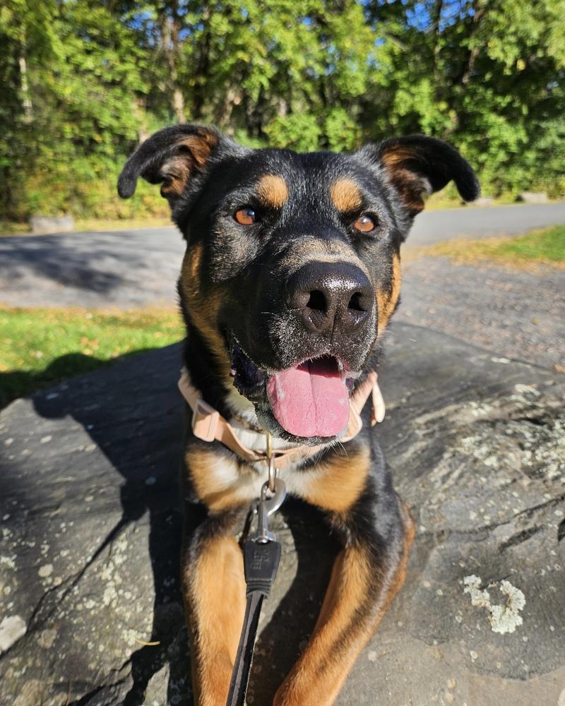 Enlarge Cleo, a Adoptable mixed breed in Brewster , NY image 1/5