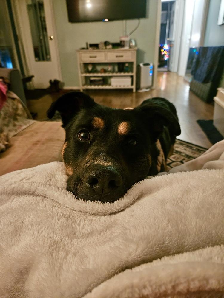 Enlarge Cleo, a Adoptable mixed breed in Brewster , NY image 2/5