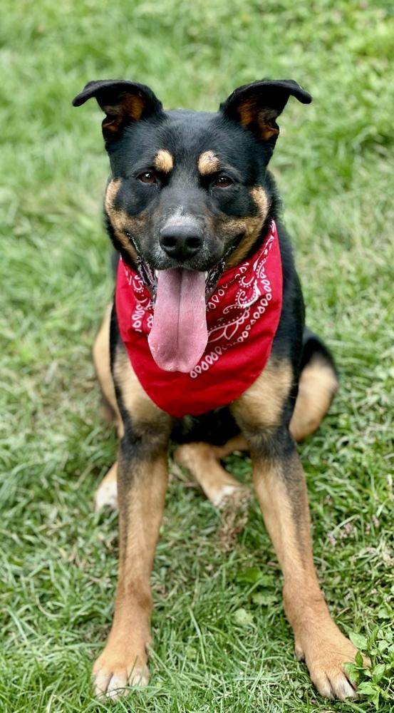 Enlarge Cleo, a Adoptable mixed breed in Brewster , NY image 3/5
