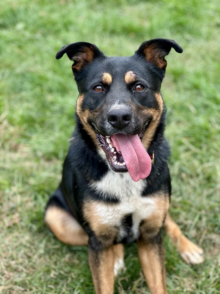 Enlarge Cleo, a Adoptable mixed breed in Brewster , NY image 4/5