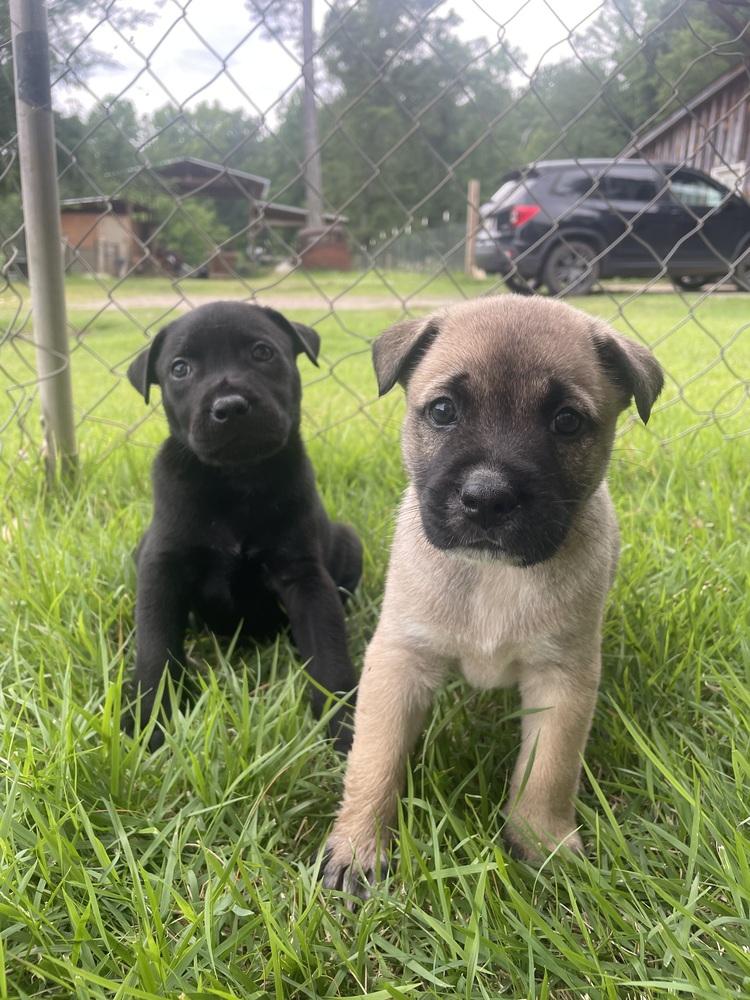 Enlarge Jupiter, a Adoptable mixed breed in Newnan, GA image 1/6