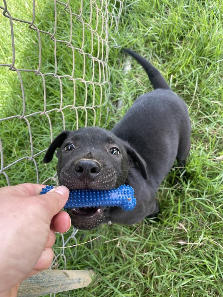 Enlarge Jupiter, a Adoptable mixed breed in Newnan, GA image 2/6