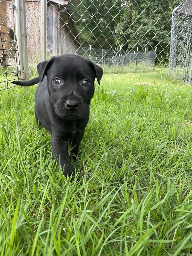 Enlarge Jupiter, a Adoptable mixed breed in Newnan, GA image 3/6