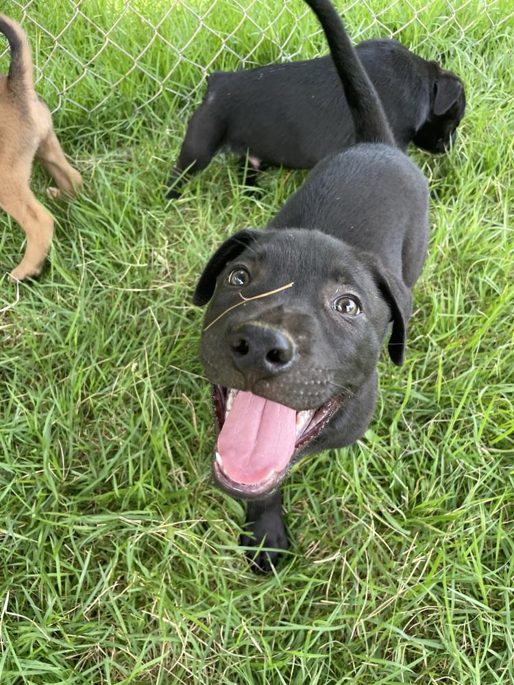 Enlarge Jupiter, a Adoptable mixed breed in Newnan, GA image 4/6
