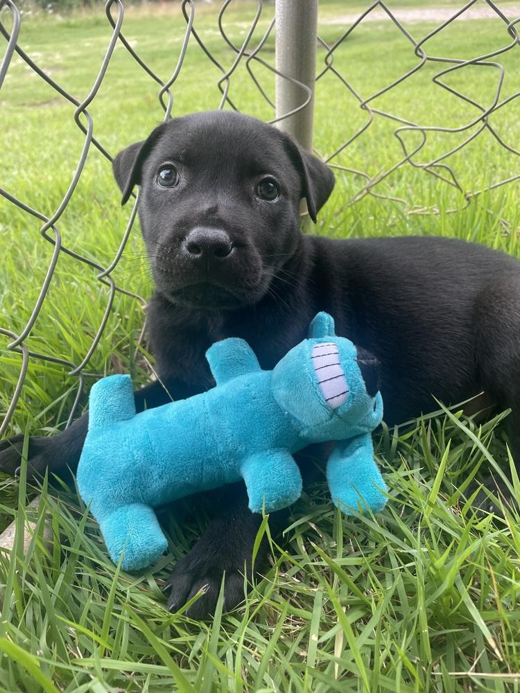 Enlarge Jupiter, a Adoptable mixed breed in Newnan, GA image 5/6