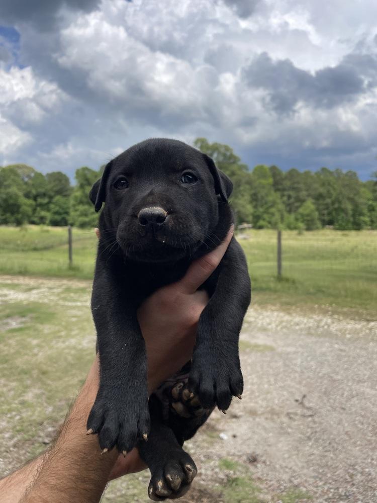 Enlarge Jupiter, a Adoptable mixed breed in Newnan, GA image 6/6