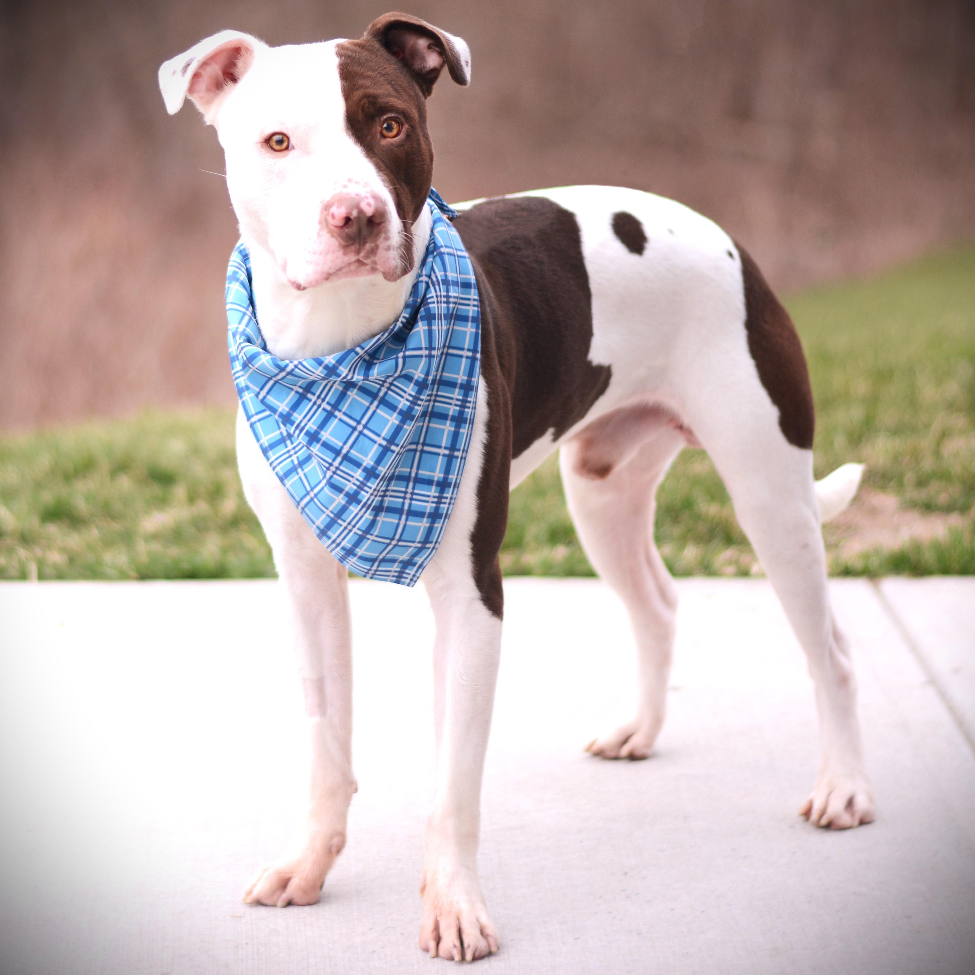 Enlarge Mouse , a ADOPTABLE mixed breed in Amsterdam, NY image 4/5