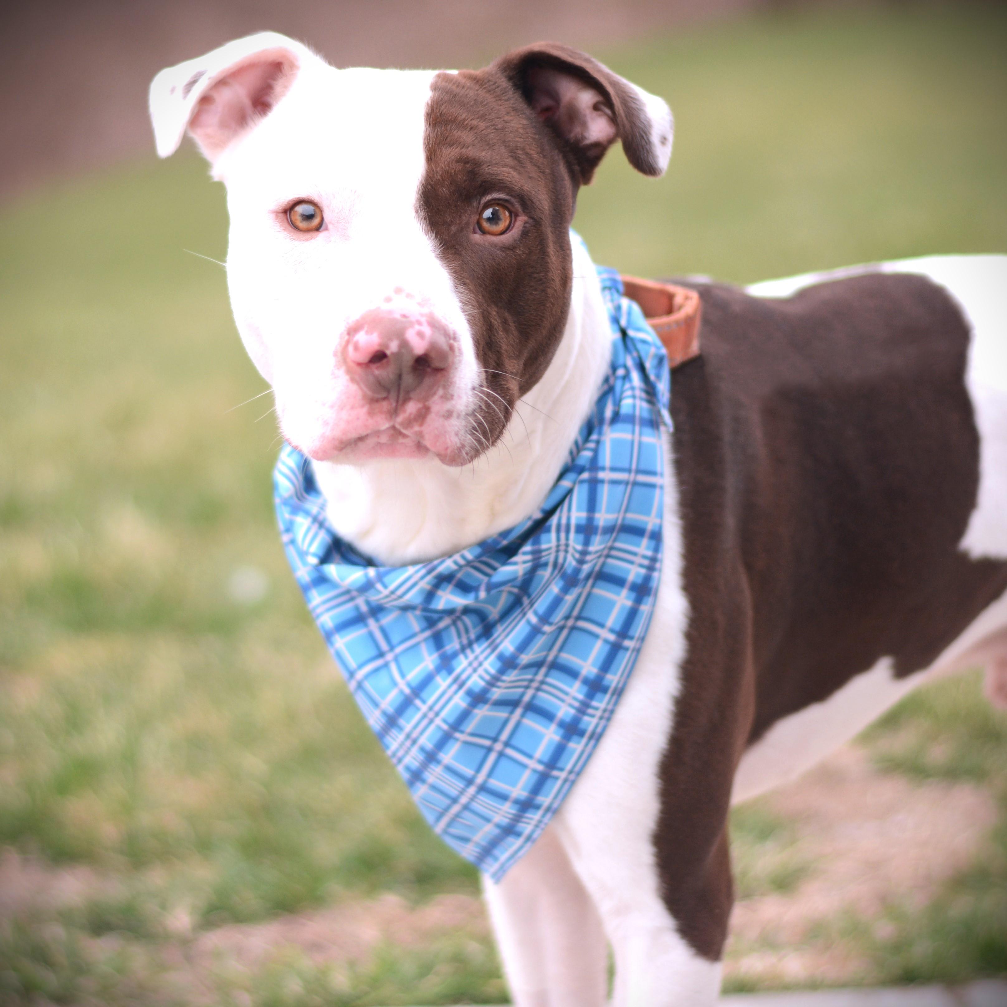 Enlarge Mouse , a ADOPTABLE mixed breed in Amsterdam, NY image 5/5