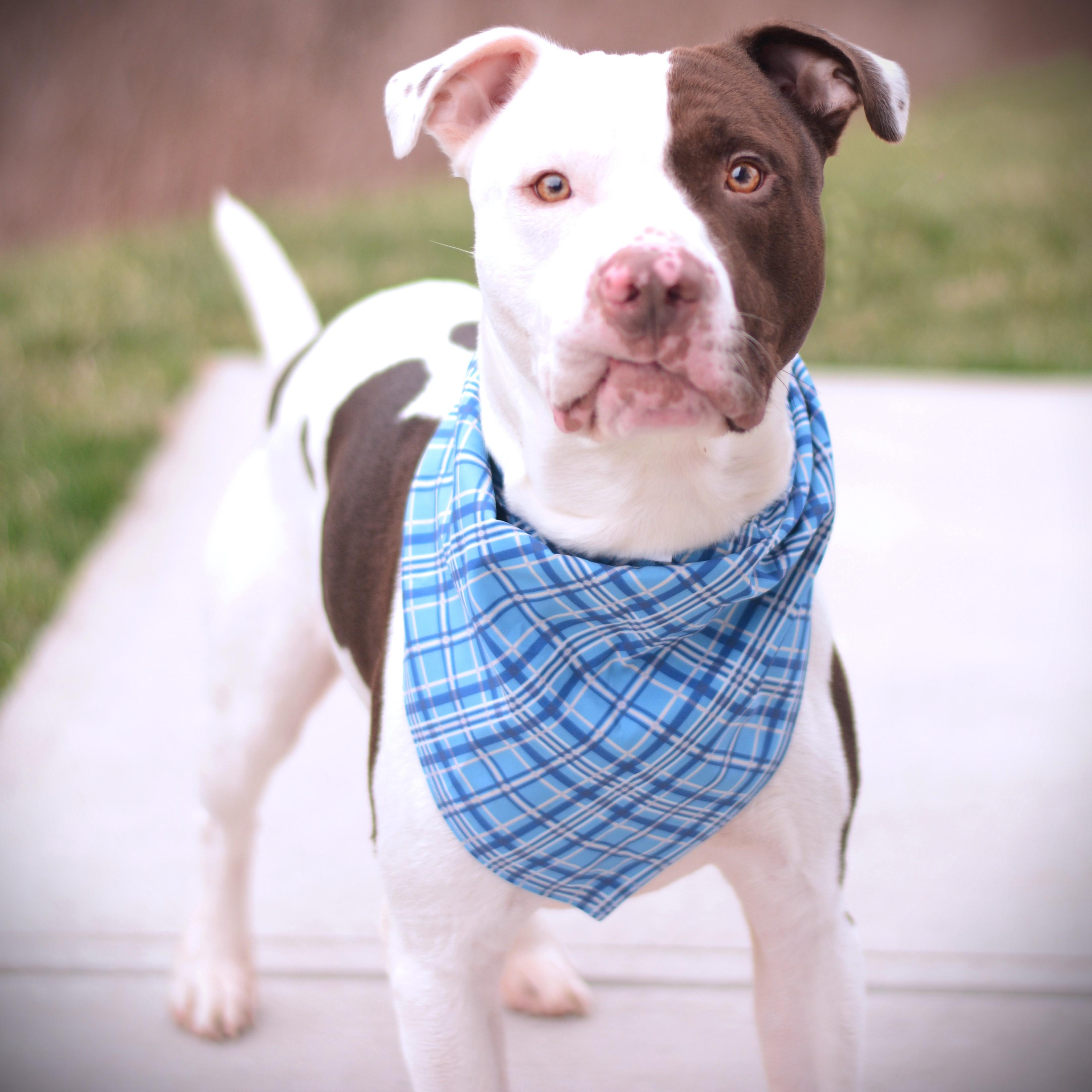 Enlarge Mouse , a ADOPTABLE mixed breed in Amsterdam, NY image 1/5