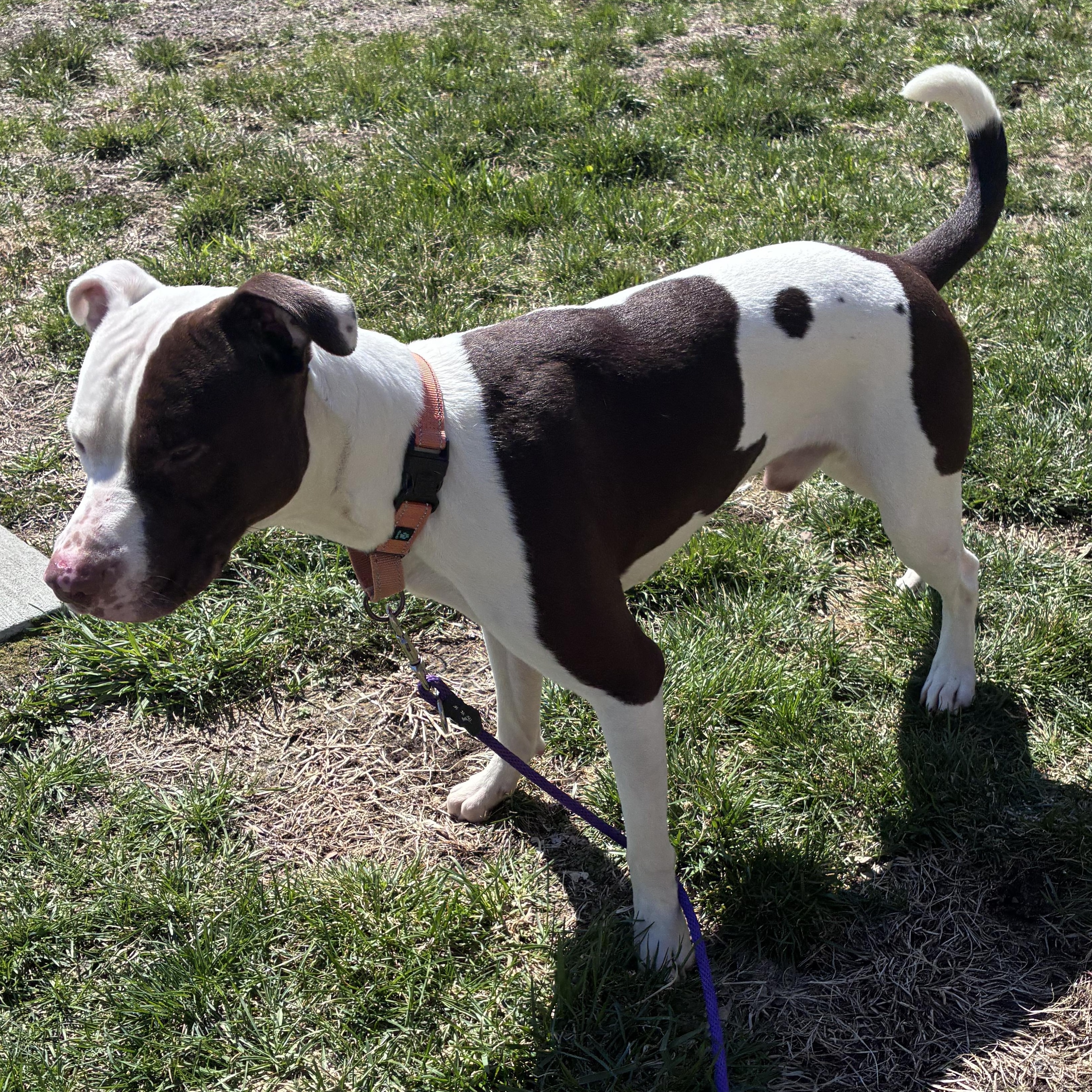 Enlarge Mouse , a ADOPTABLE mixed breed in Amsterdam, NY image 3/5
