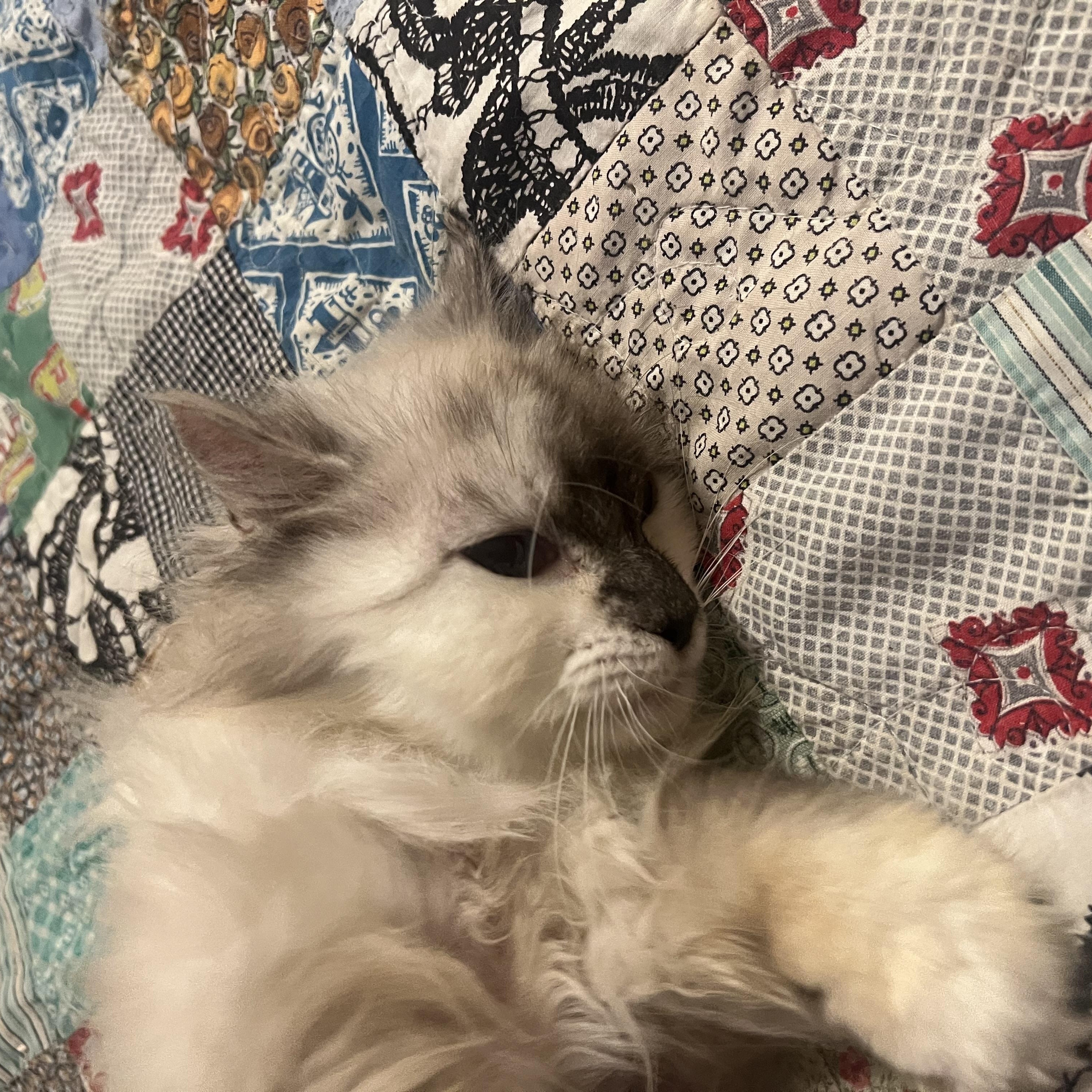Lady, a ADOPTABLE Domestic Long Hair in Stormville, NY image 2/3