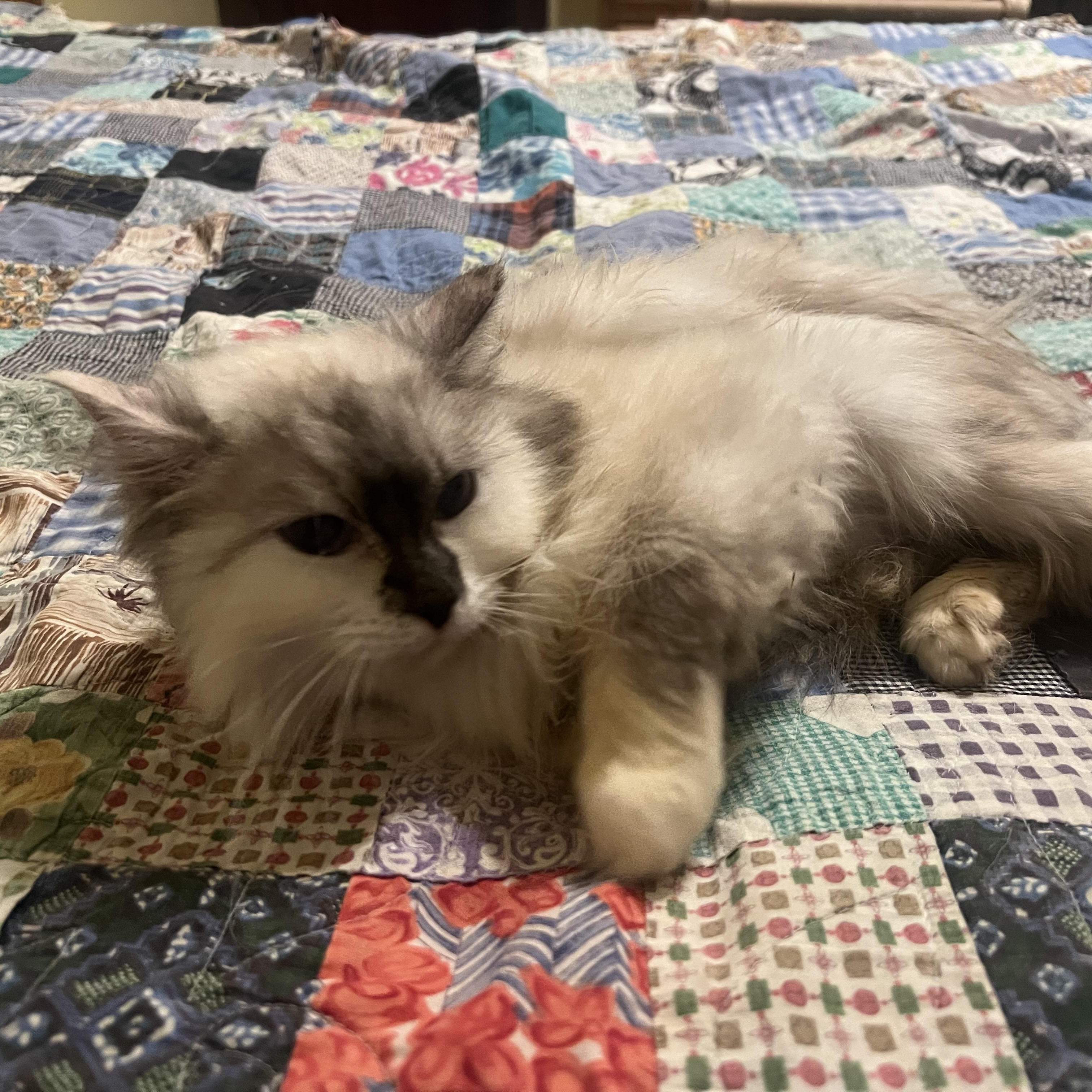 Lady, a ADOPTABLE Domestic Long Hair in Stormville, NY image 3/3